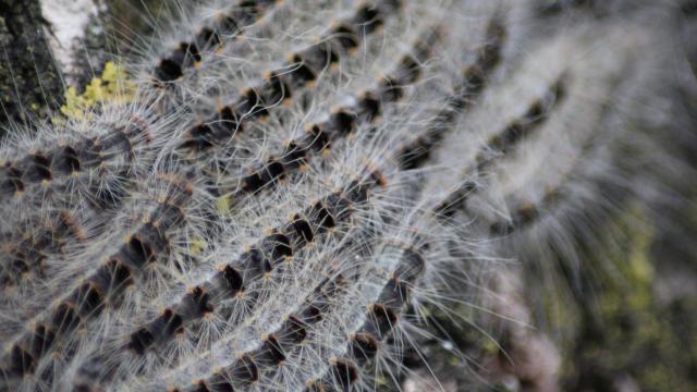 London Residents Warned That Invasive, Toxic Caterpillars Are Out In Force This Year
