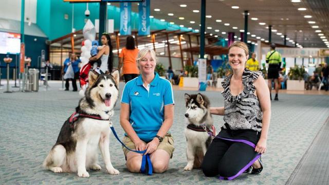 BRB, Going To QLD: Townsville Airport Has Emotional Support Doggos