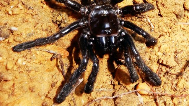 43-Year-Old Spider, Believed To Be The World’s Oldest, Dies In Western Australia