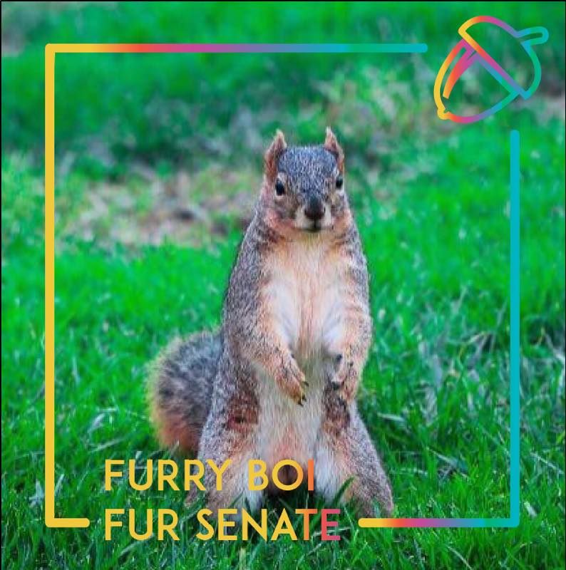 Meet Furry Boi, The Squirrel Who Won A Senate Seat Thanks To A Facebook Meme Page