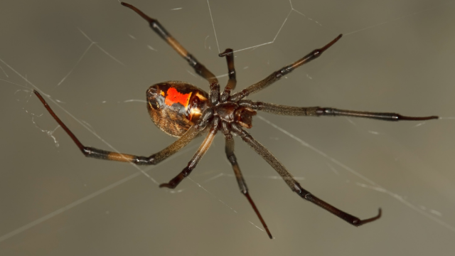 Male Brown Widow Spiders Prefer Cannibalistic Older Females For No Apparent Reason