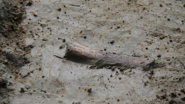 Stunning Discovery Shows Early Humans Were Hunting Rhinos In The Philippines Over 700,000 Years Ago