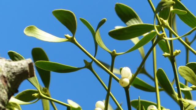 Mistletoe Somehow Survives Without Protein Needed By All Other Multicellular Life