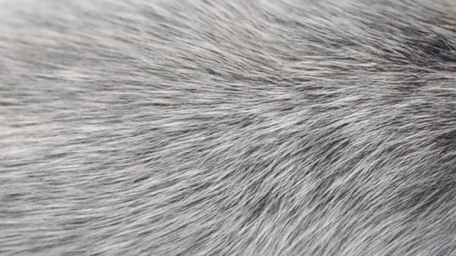 Scientists Find Another Possible Explanation For Why Hair Goes Grey