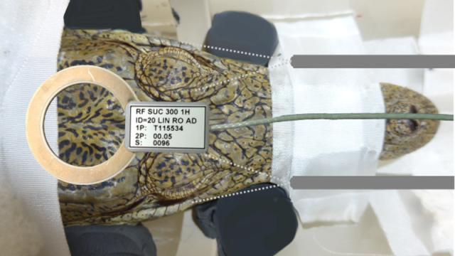 What Scientists Saw When They Put A Crocodile In An MRI Scanner And Played Classical Music
