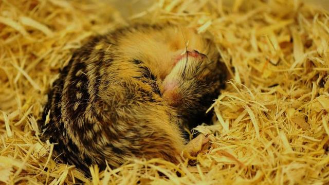 How Hibernating Squirrels Could Ease The Organ Shortage Crisis