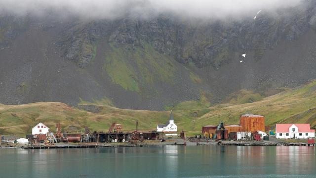 South Georgia Island Has Finally Been Certified Free Of Swarms Of Rats That Feasted On Rare Birds