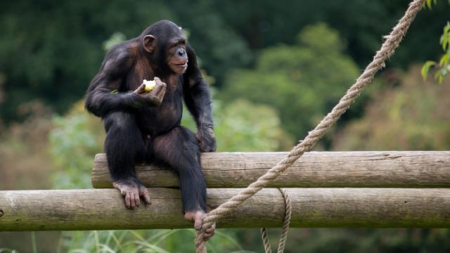New York Court Says Chimps Aren’t People, But It’s Not Happy About It