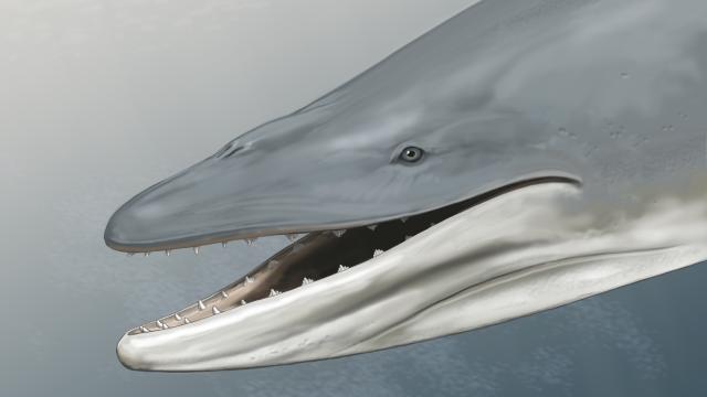 The Ancient Ancestors Of Blue Whales Hunted The Oceans With Surprisingly Sharp Teeth