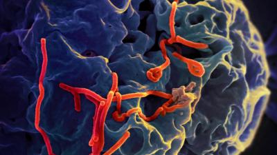 Ebola’s Back Again, But Why Don’t We Have A Cure For It Yet?