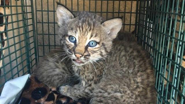 How To Tell If The Oddly Bitey ‘Kittens’ You Rescued Are Actually Bobcats
