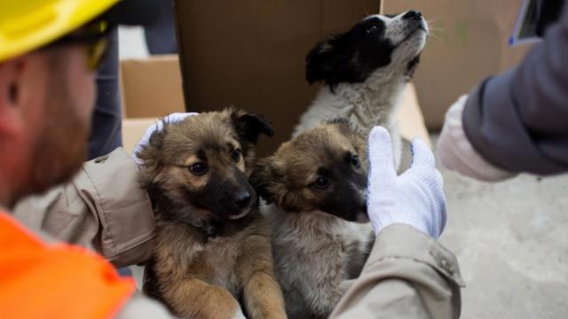A Dozen Homeless Dogs From Chernobyl Are Being Put Up For Adoption In The U.S.