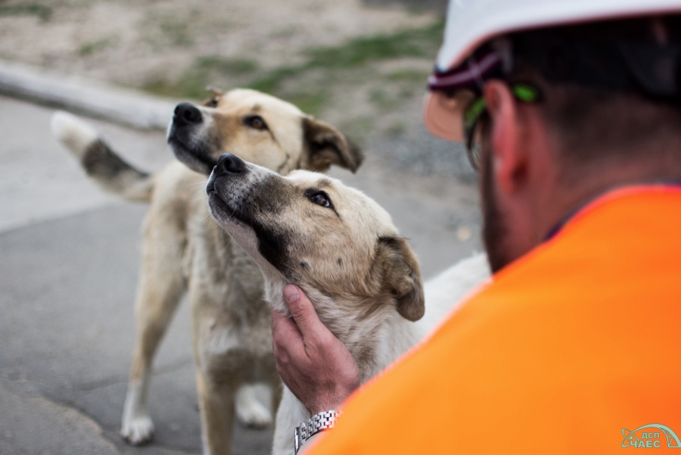 A Dozen Homeless Dogs From Chernobyl Are Being Put Up For Adoption In The U.S.