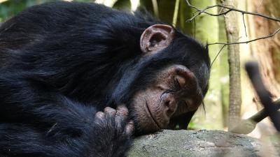 Chimp Beds Are Way Less Filthy Than Human Beds