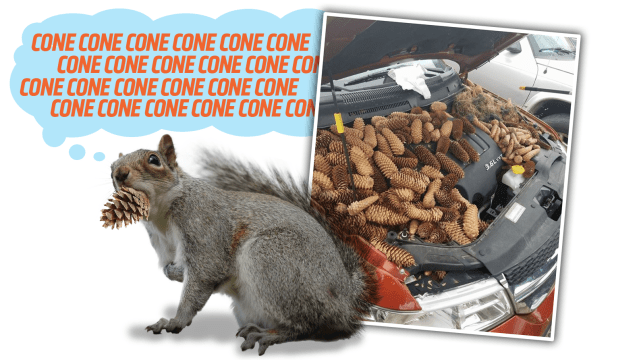 Pine Cone Junkie Squirrel Shoves 23kg Of Pine Cones Into Car’s Engine Bay