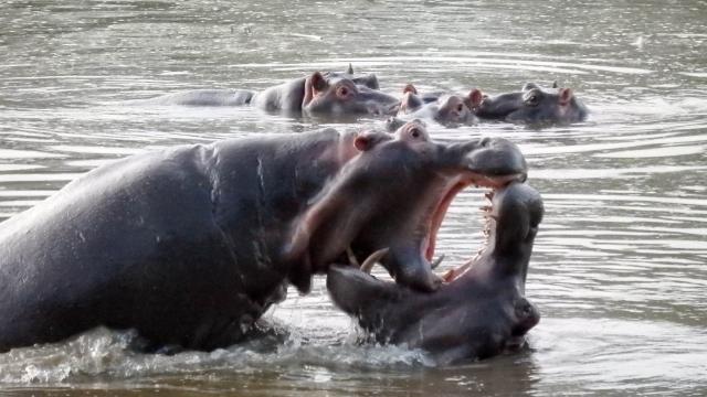 Hippo Poo Is Suffocating Fish In East Africa