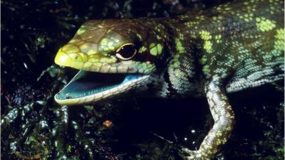 Lizards With Toxic Green Blood Are Super Freaky