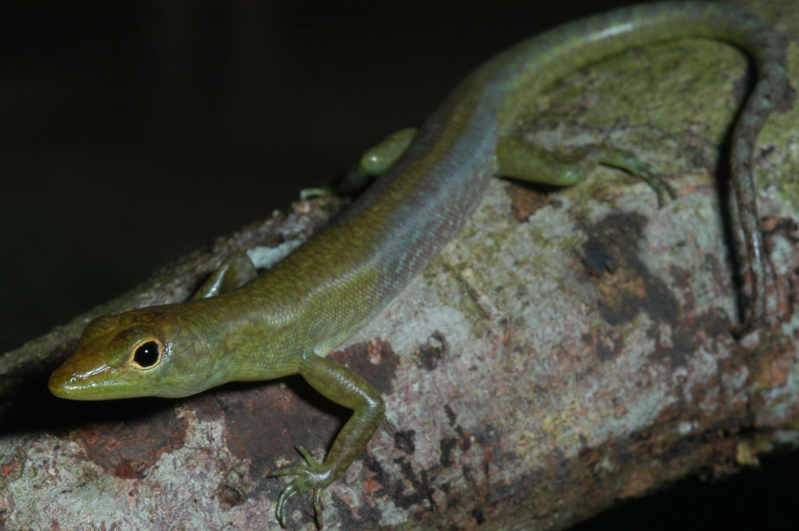 Lizards With Toxic Green Blood Are Super Freaky