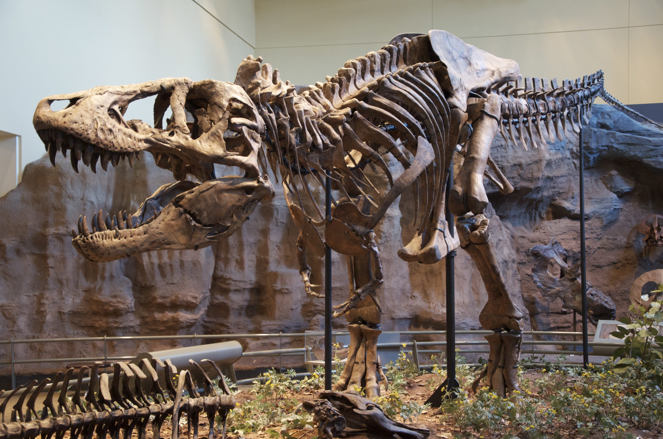 How Smart Was T. Rex? And Other Dino Questions You’ve Always Wanted To Ask
