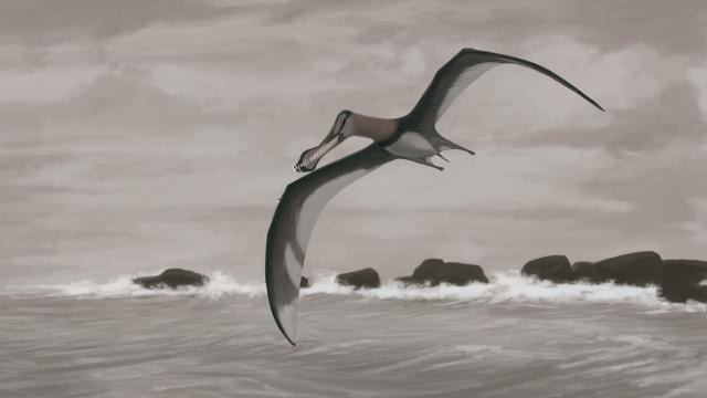 Pterodactyls Probably Didn’t Fly Like We Think They Did