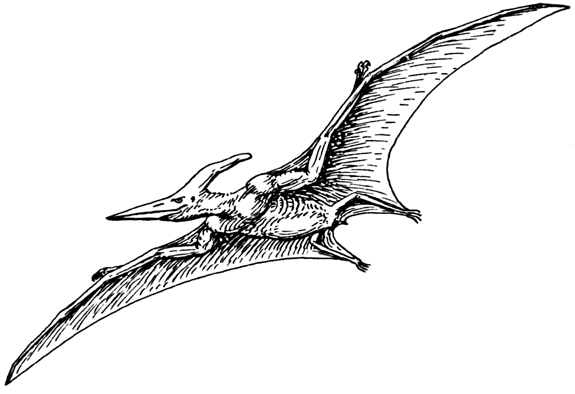 Pterodactyls Probably Didn’t Fly Like We Think They Did