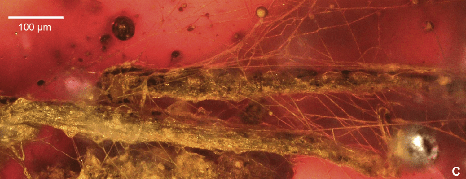 This Stupid Tick Managed To Get Itself Wrapped In Spider Silk — And Then Fossilized In Amber