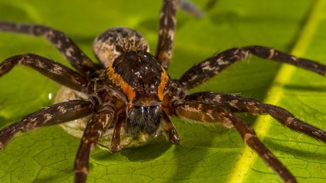 Australian Scientists Found 23 New Spiders (And They Hunt On Water)