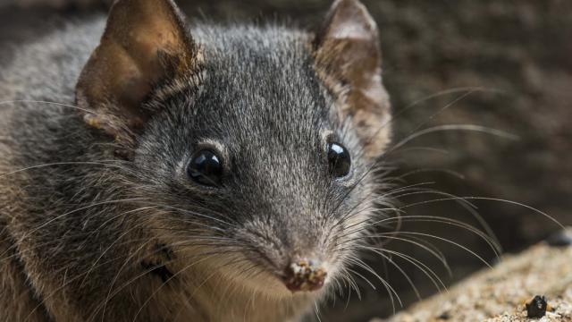 These Adorable Australian Animals Are Fucking Themselves To Death