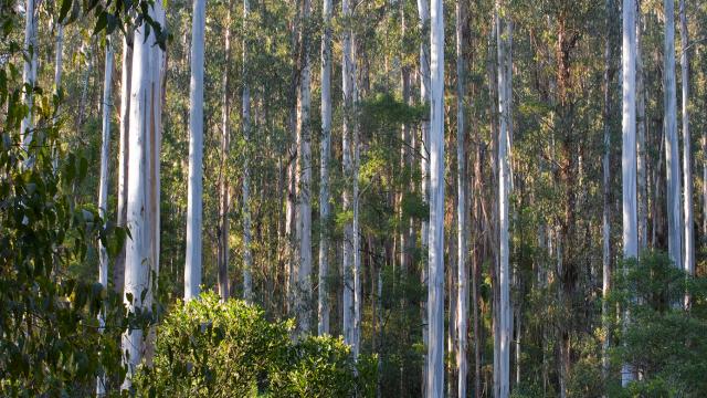 Melbourne’s Water Supply Is At Risk, Thanks To Over-Logging