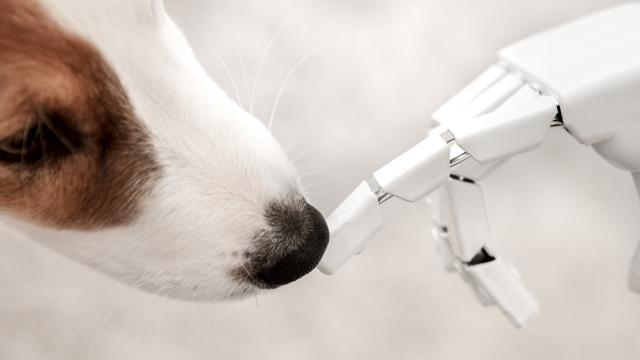 Best Job Ever? Earn $500 For Teaching An ‘Android’ To Walk A Dog