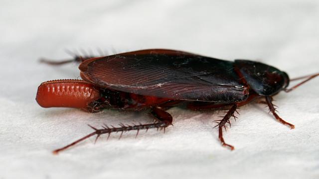 Man Says Dying Roach Left Eggs In His Ear: ‘I Heard It Die In My Head’