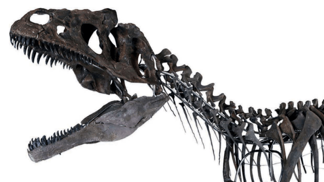 Scientists Cry Foul As Skeleton Of Mystery Dino Is Auctioned Off For $3 Million