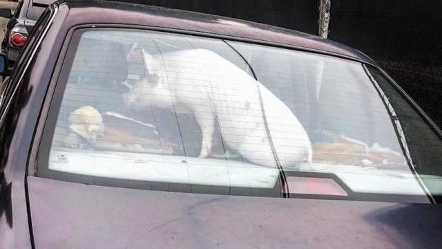 C’mon, People, Don’t Leave Your Pigs In Hot Cars