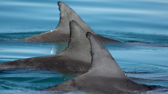 In The World Of Male Dolphin Alliances, Individual Names Identify Friends And Foes
