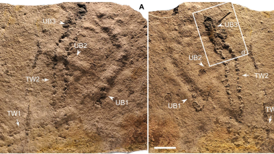These Are The Oldest Known Footprints On The Planet