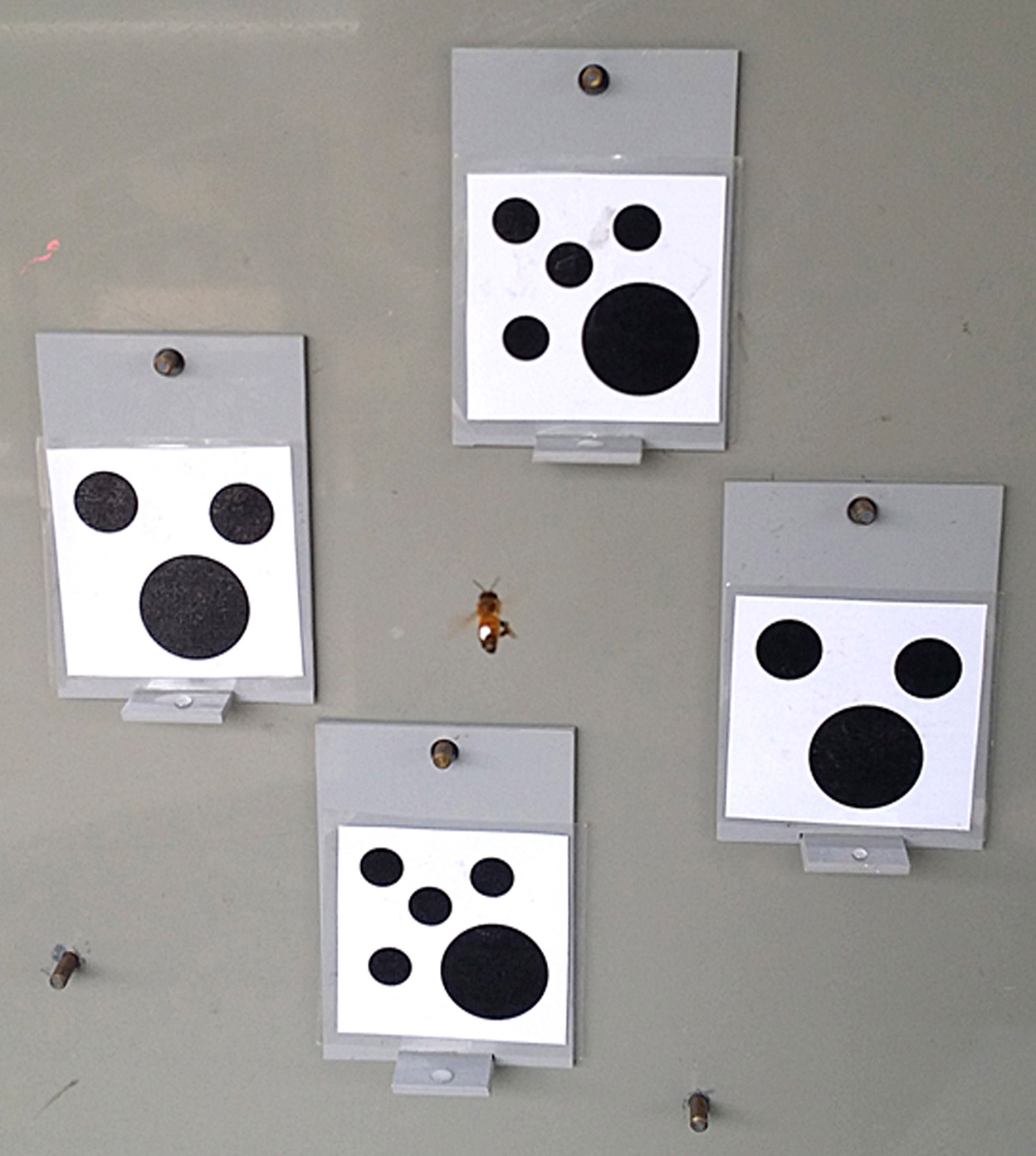 Fascinating Experiment By Australian Scientists Suggests Bees Understand The Concept Of Zero