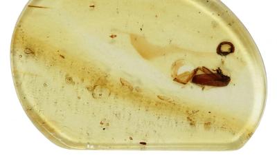 Meet Jason, The Tiny Beetle Stuck In Amber For 99 Million Years