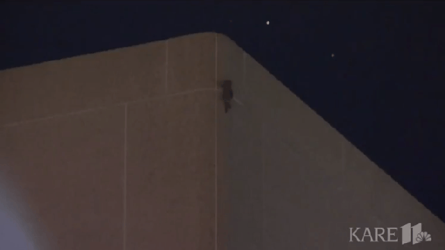 MPR Raccoon Reaches Roof After Climbing 23-Storey Office Building, Becoming Internet Sensation
