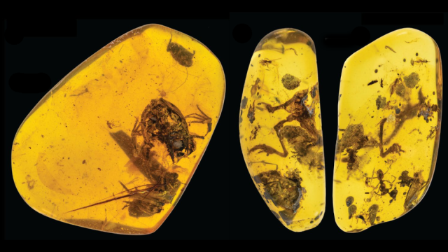 These Are The Most Ancient Frogs Ever Found Preserved In Amber