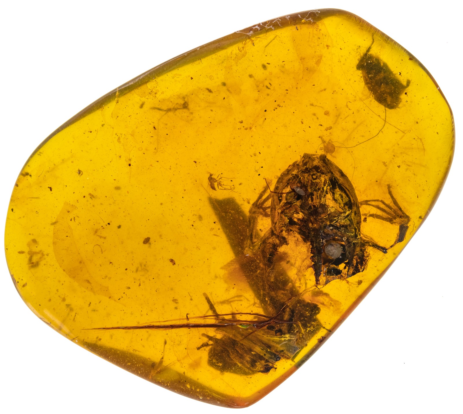 These Are The Most Ancient Frogs Ever Found Preserved In Amber
