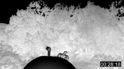 Watch Tiny Crab Spiders Take Flight With 3-Metre Silk Parachutes