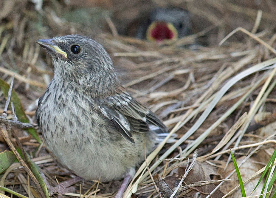 Even Birds Struggle To Become Empty Nesters