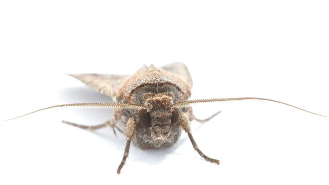 Aussie Moth The First Insect Known To Use Earth’s Magnetism To Navigate At Night