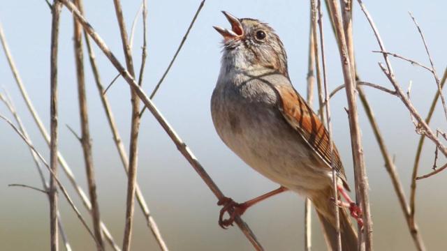 Swamp Sparrows Display Evidence Of Centuries-Old Tradition In Their Songs