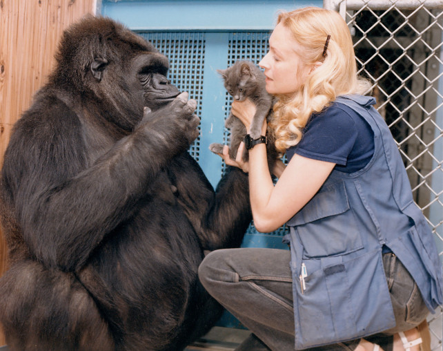 Koko The Gorilla, Famous For Learning Sign Language, Has Died