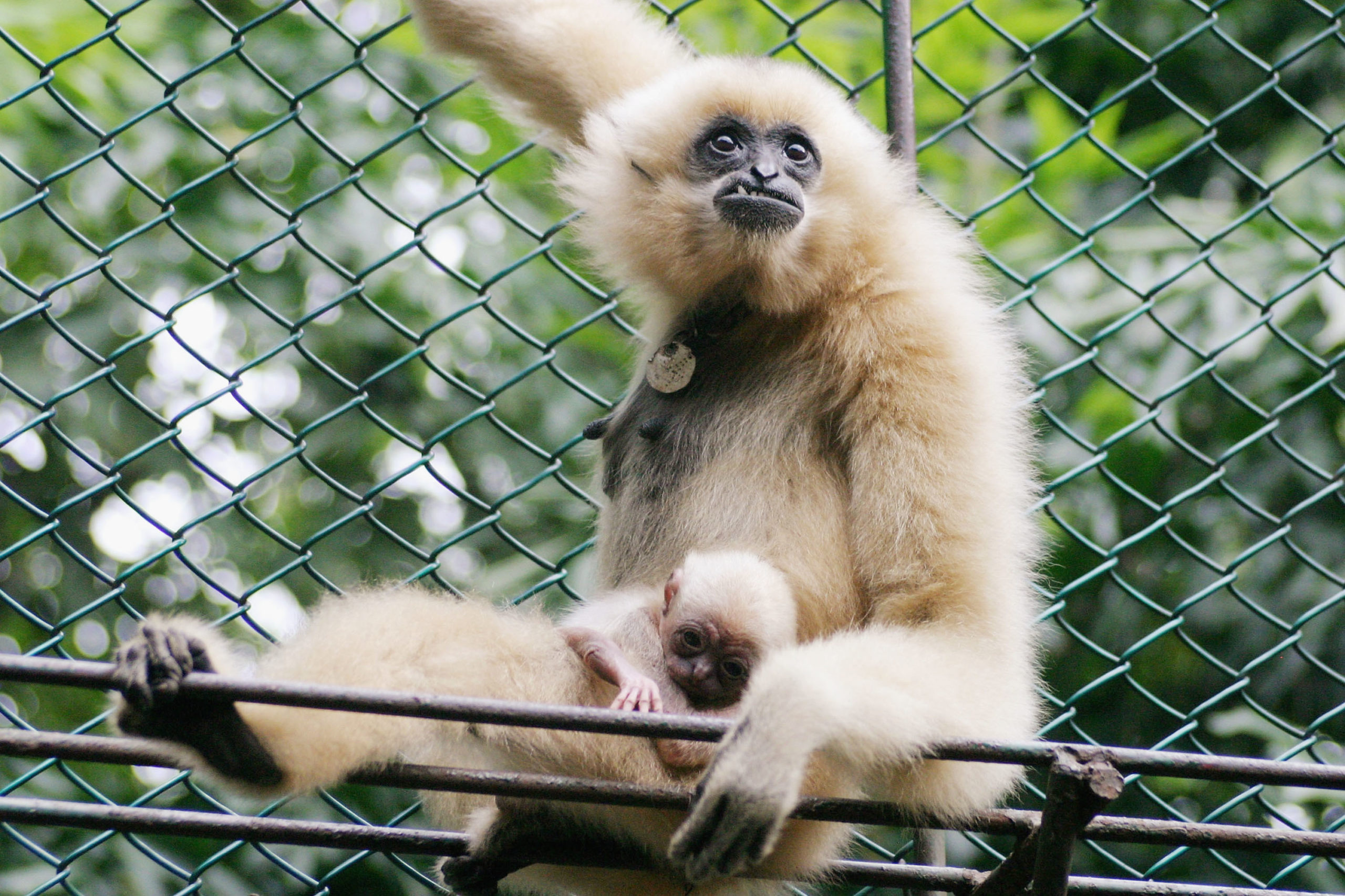 Extinct Gibbon Species Found In Tomb Of Ancient Chinese Noblewoman
