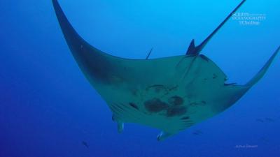 Baby Giant Manta Rays Grow Up Together In This Newly Discovered Nursery