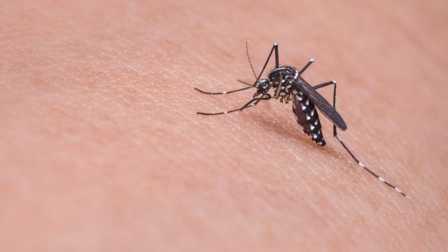 Oh Joy, We Just Found Another Virus Spread By Mosquitoes That Might Make Us Sick