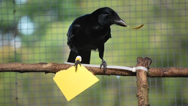 Neat Experiment Suggests Crows Are Even Better Toolmakers Than We Thought