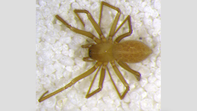 New Translucent Spider Discovered Living In Muddy Indiana Cave